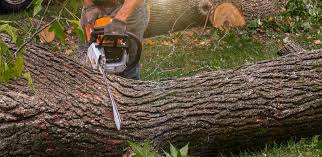 Best Storm Damage Tree Cleanup  in West Dennis, MA