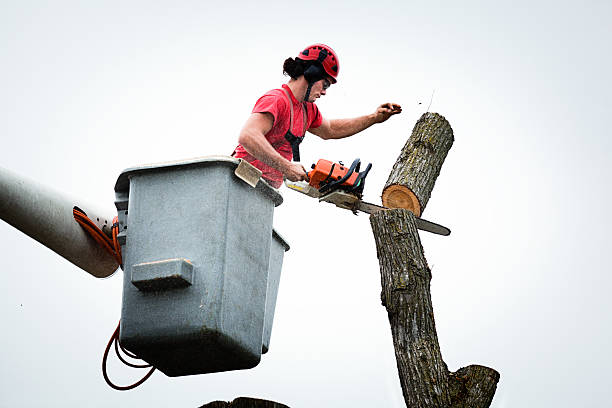 How Our Tree Care Process Works  in  West Dennis, MA